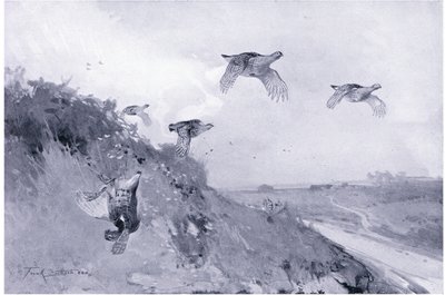 keklik sürüşü by Frank Southgate